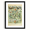 Vintage Animal Art: Retro Birds & Parrots Illustration Print