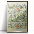 Vintage Animal Art: Retro Birds & Parrots Illustration Print