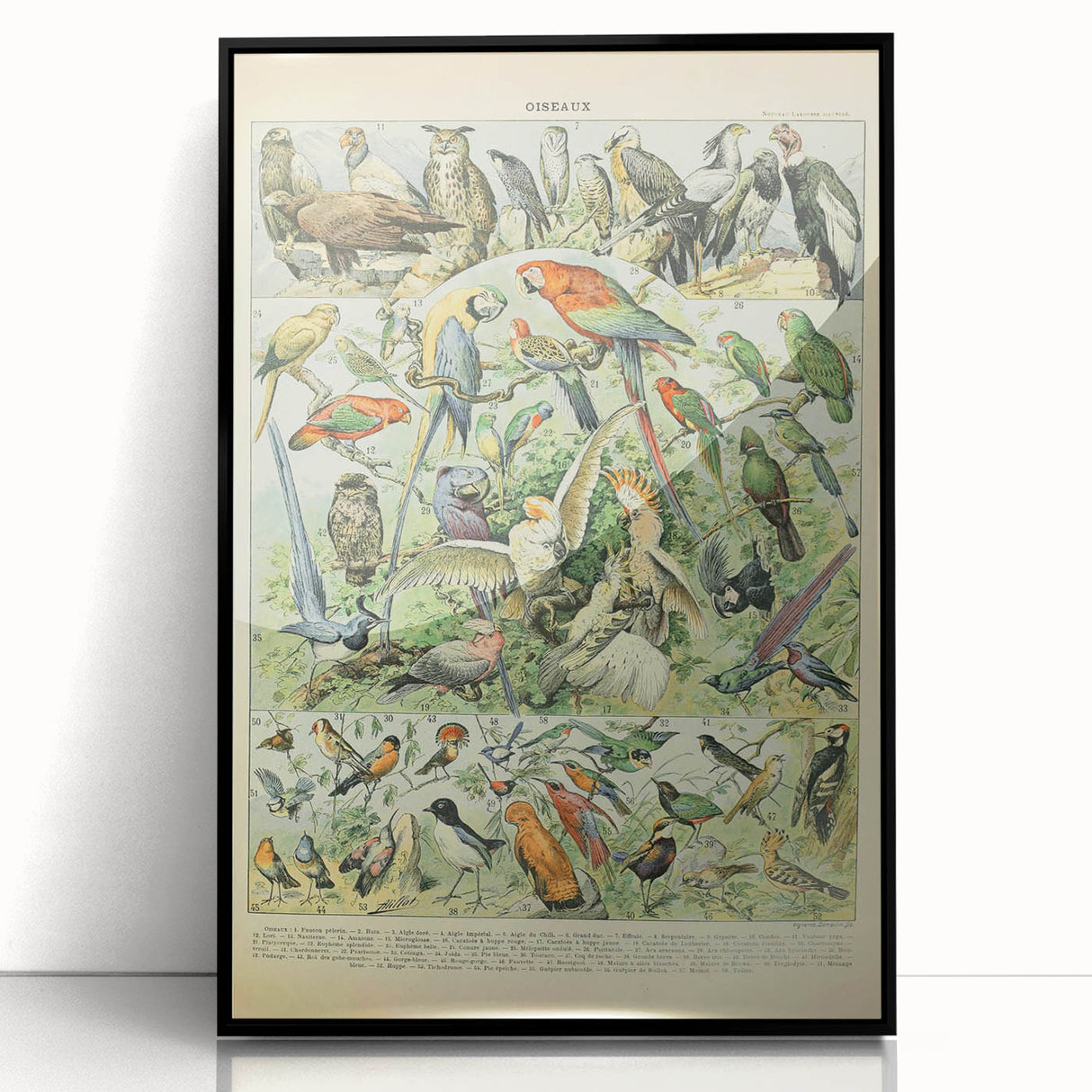 Vintage Animal Art: Retro Birds & Parrots Illustration Print