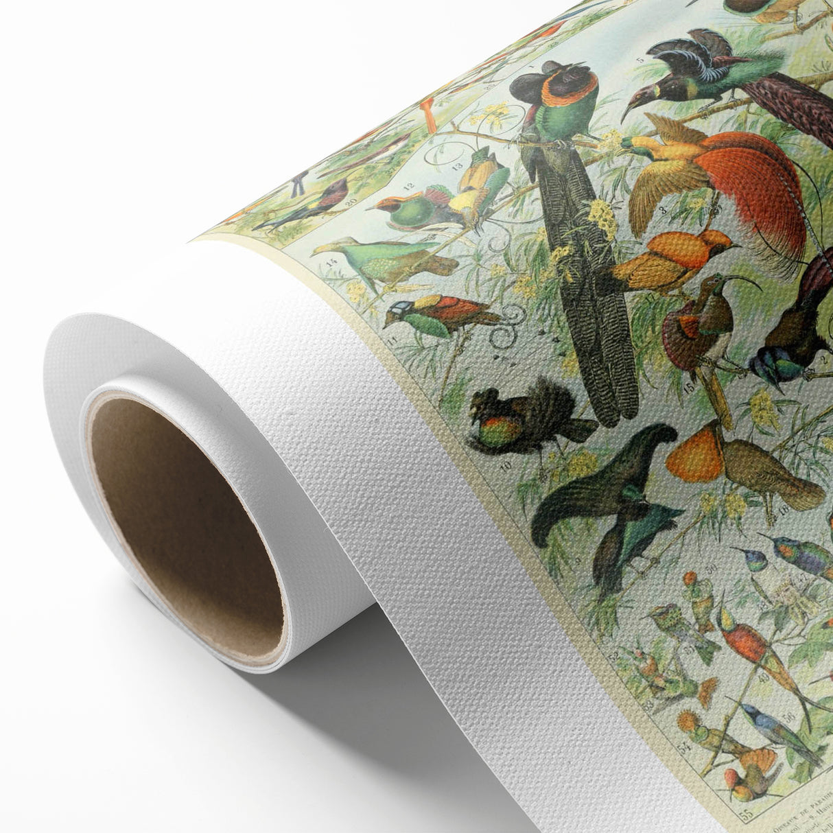 Vintage Animal Art: Birds of Paradise & Exotic Hummingbirds Print