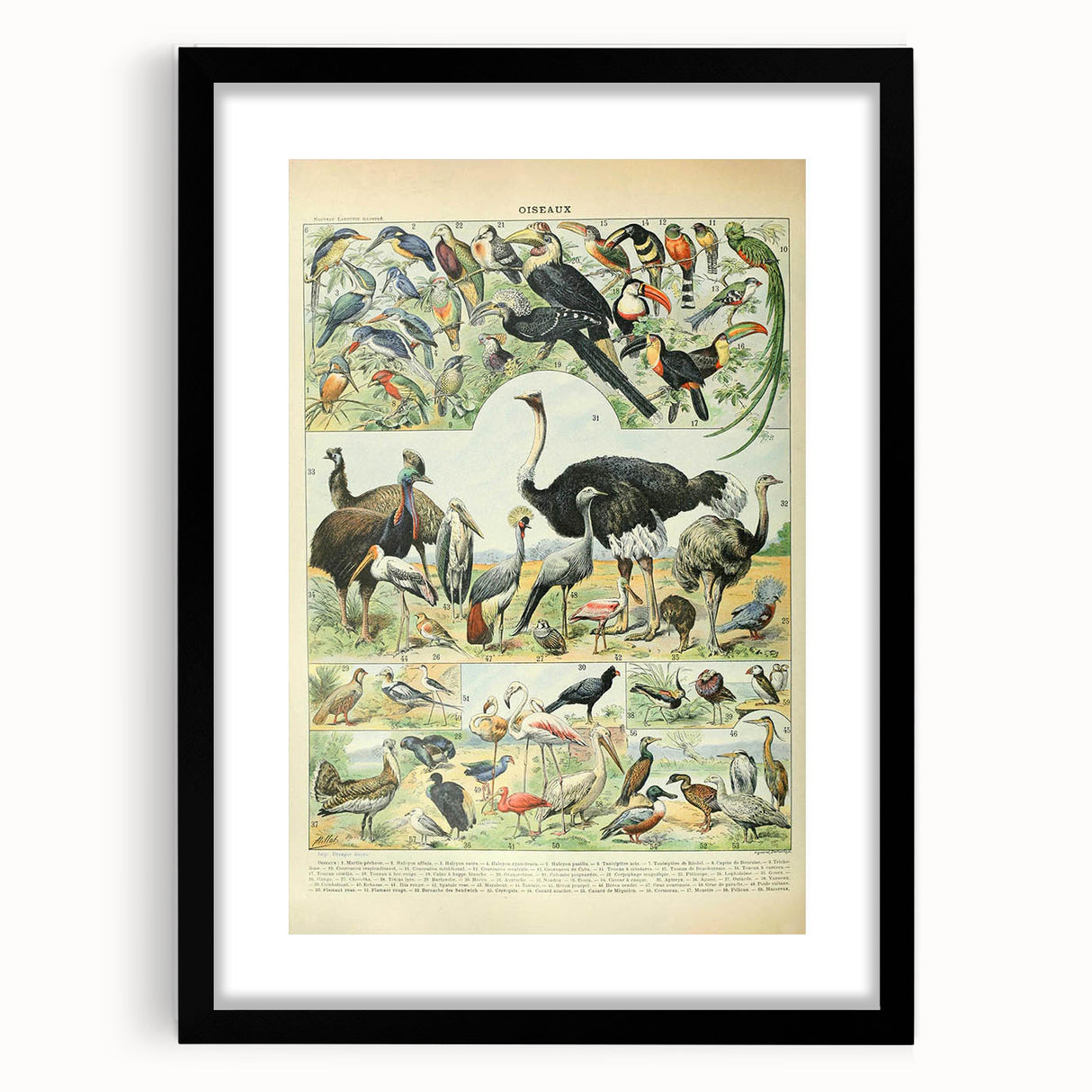 Vintage Animal Art: Exotic Birds & Large Aviary Illustration Print