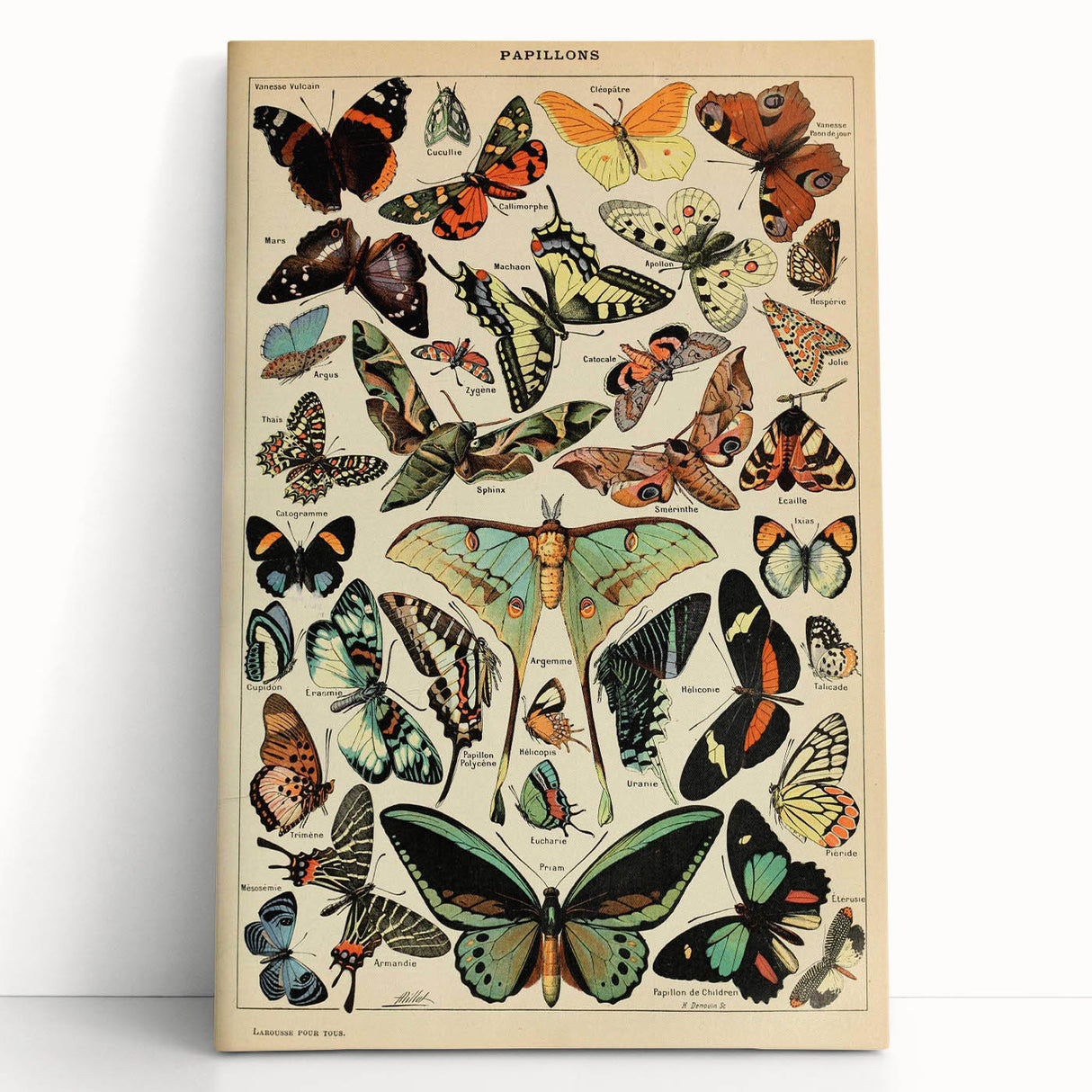 Vintage Animal Art: Exotic Butterflies & Moths Illustration Print