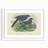 Vintage Animal Art: Bird Illustration Art Print
