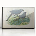 Vintage Animal Art: Bird Illustration Art Print