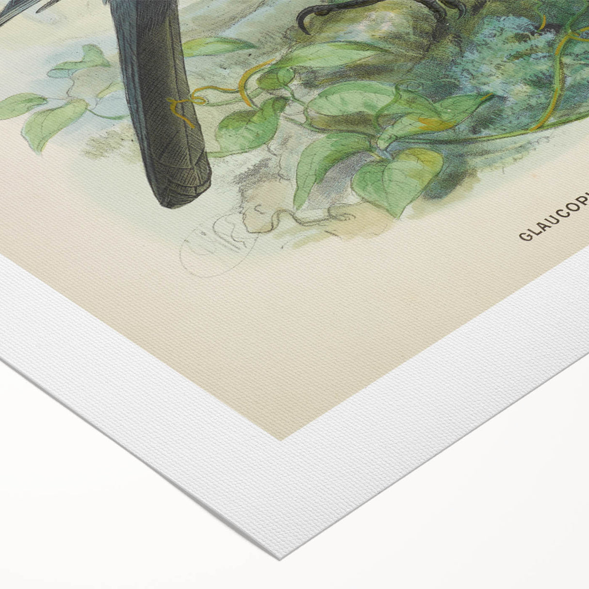 Vintage Animal Art: Bird Illustration Art Print