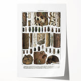 Vintage Insect Art - Detailed Xylophages Insect Illustration Print