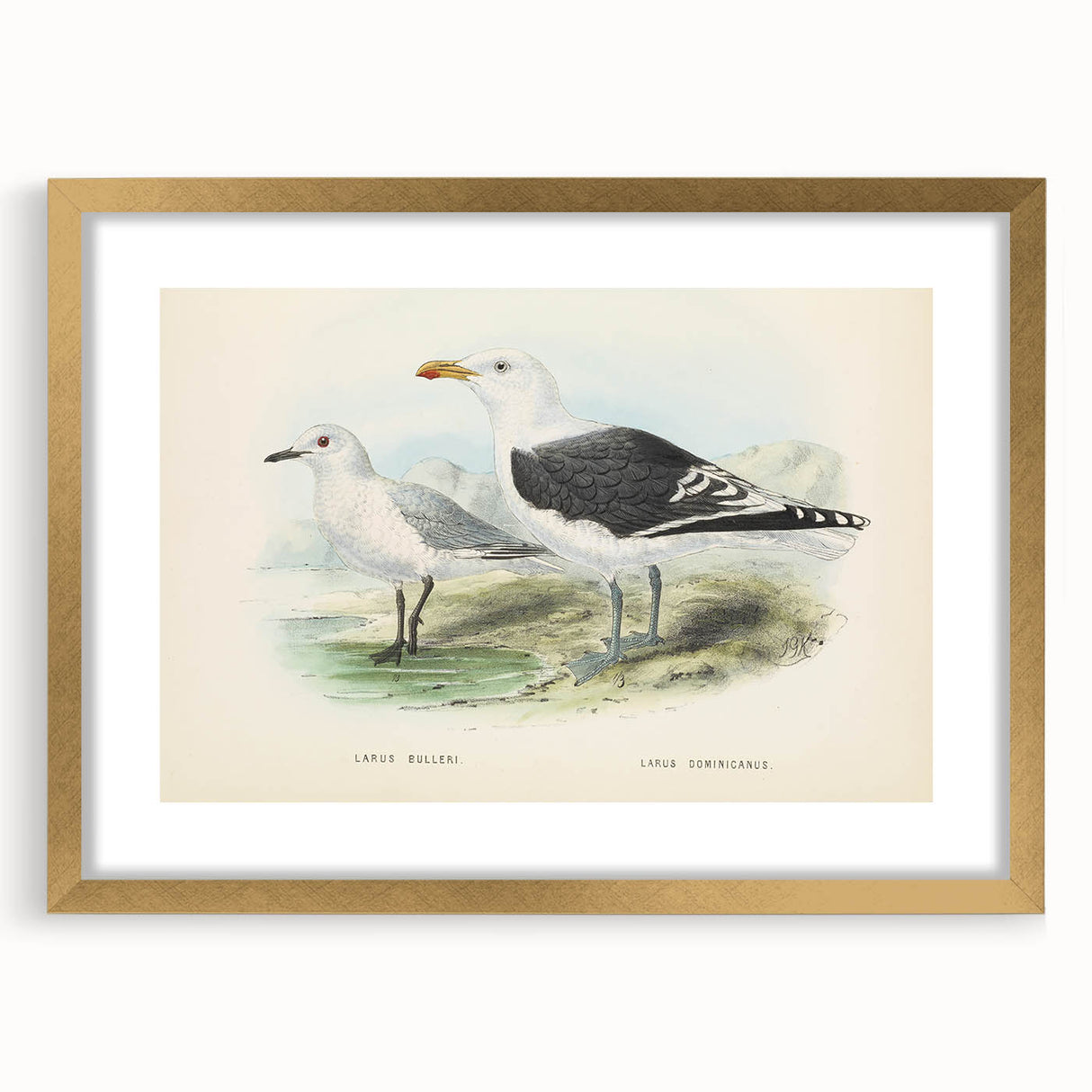 Vintage Animal Art: Seagull Illustration Art Print