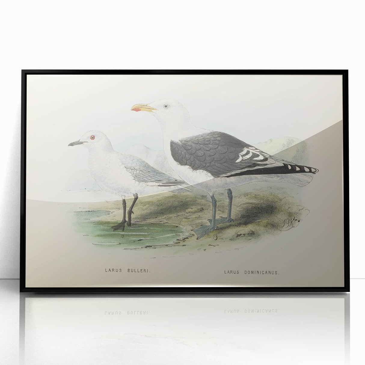 Vintage Animal Art: Seagull Illustration Art Print