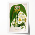 Botanical Art Prints - Vintage Curcuma Zedoaria Illustration Art