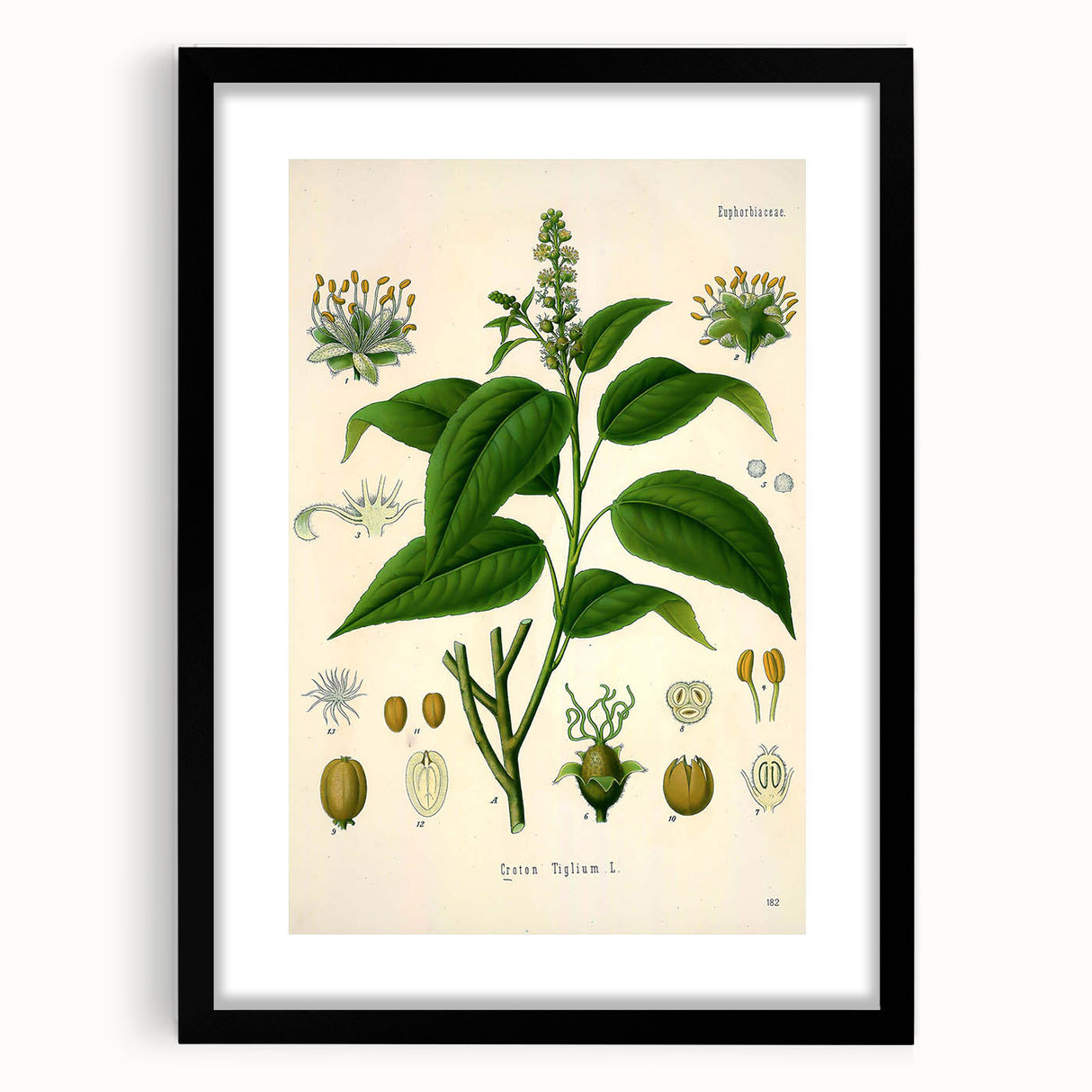 Botanical Art Prints - Vintage Croton Tiglium Illustration Art