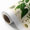 Botanical Art Prints - Vintage Croton Tiglium Illustration Art