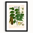 Botanical Art Prints - Vintage Toluifera Pereirae Illustration Art