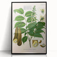 Botanical Art Prints - Vintage Toluifera Pereirae Illustration Art