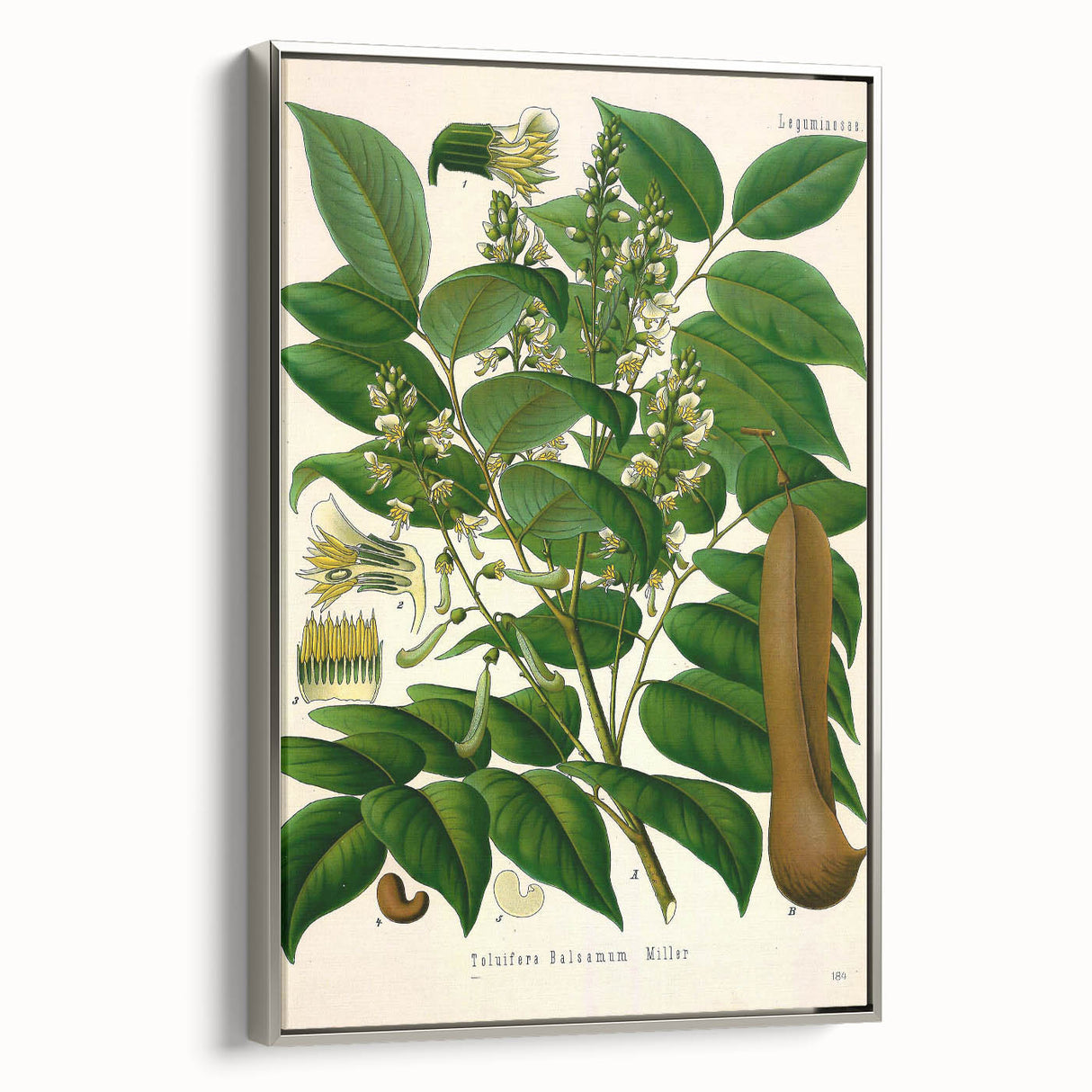 Botanical Art Prints - Vintage Toluifera Balsamum Illustration Art