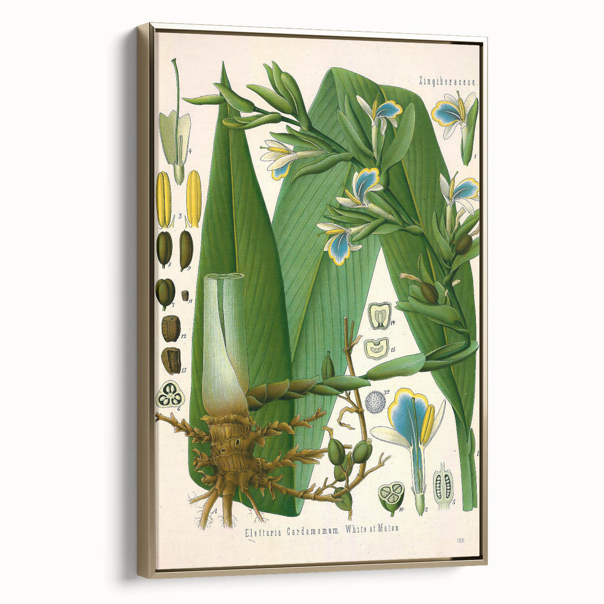 Botanical Art Prints - Vintage Elettaria Cardamomum Illustration Art