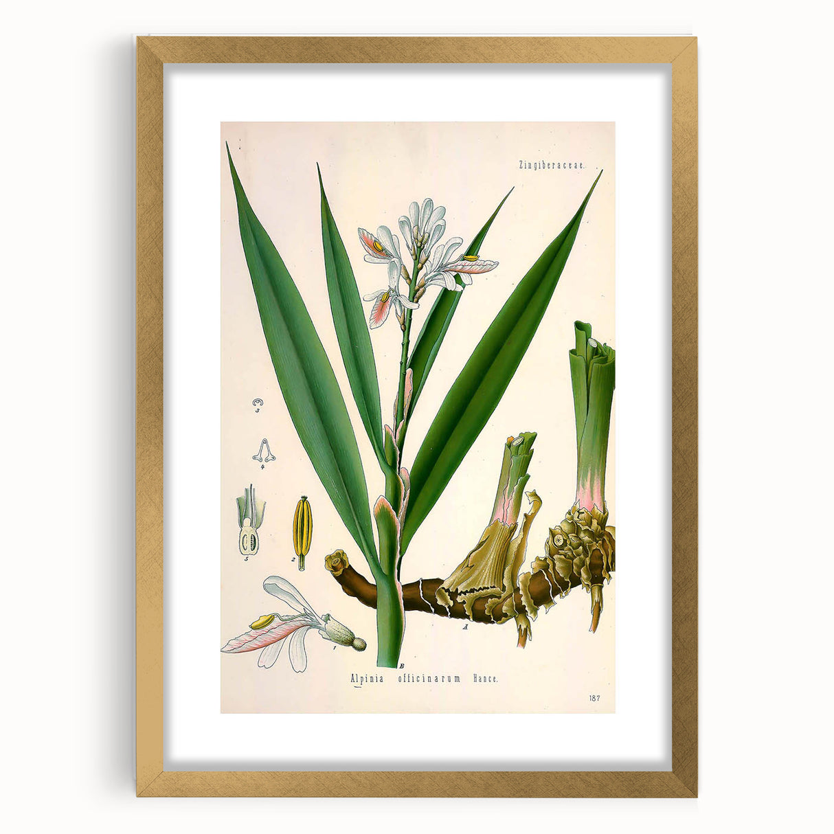 Botanical Art Prints - Vintage Alpinia Officinarum Illustration Art