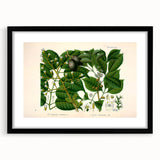 Botanical Art Prints: Elegant Floral & Leafy Plant Illustrations