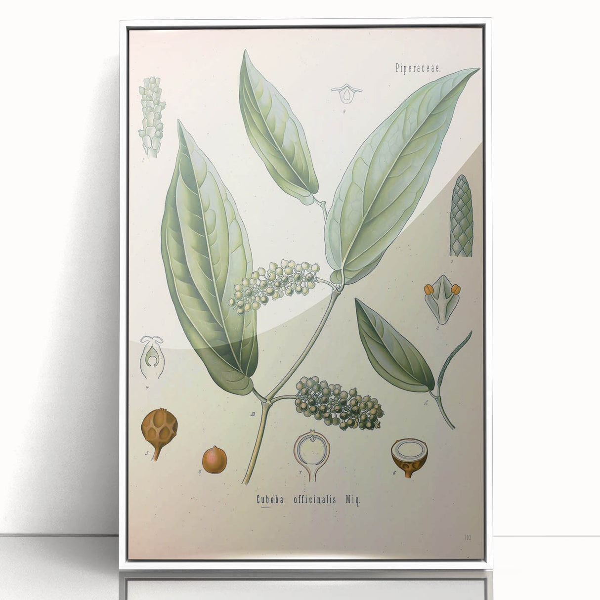 Vintage Botanical Art Print - Cubeba Officinalis Cubeb Pepper Illustration