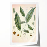 Vintage Botanical Art Print - Cubeba Officinalis Cubeb Pepper Illustration