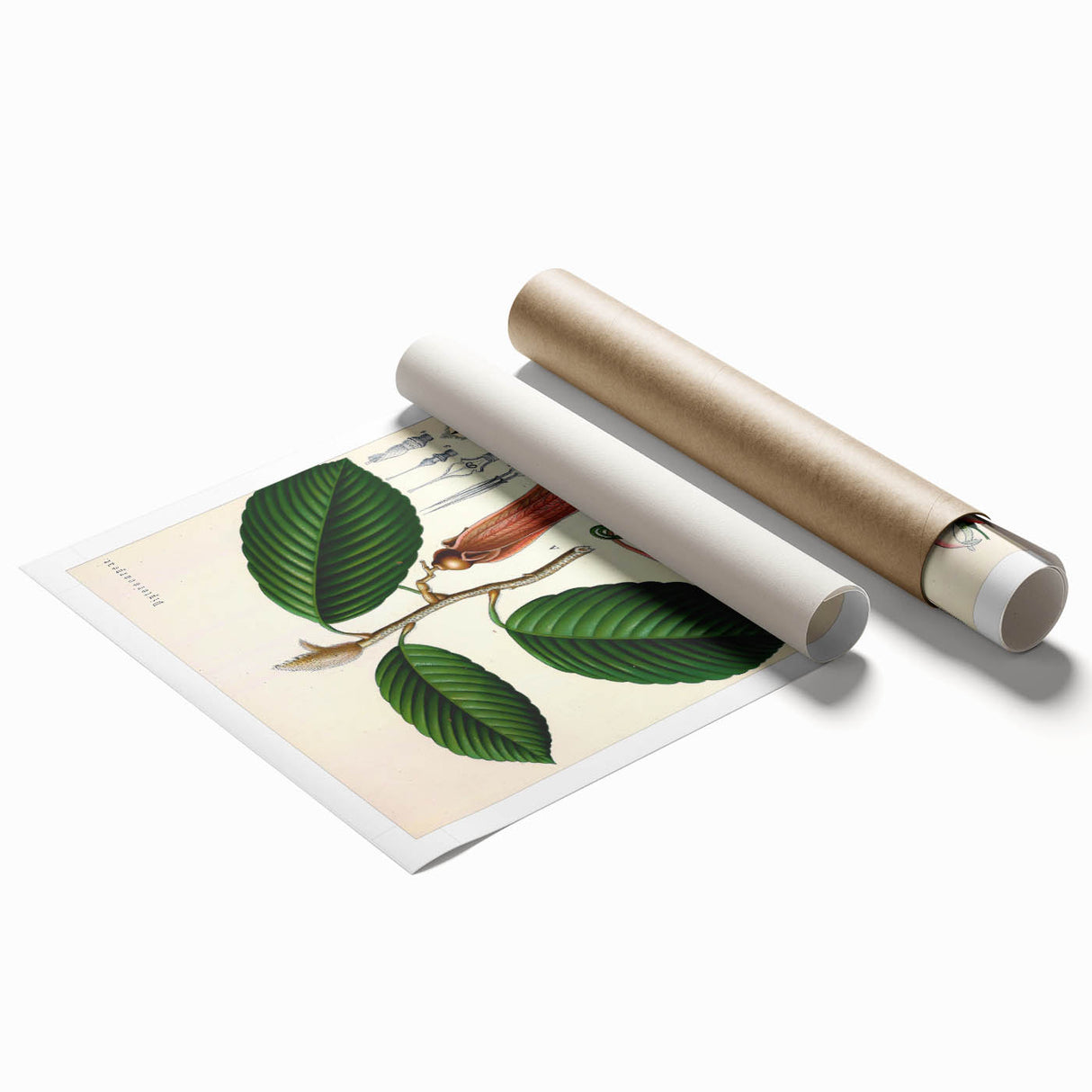Vintage Botanical Illustration Art | Nature-Inspired Wall Art