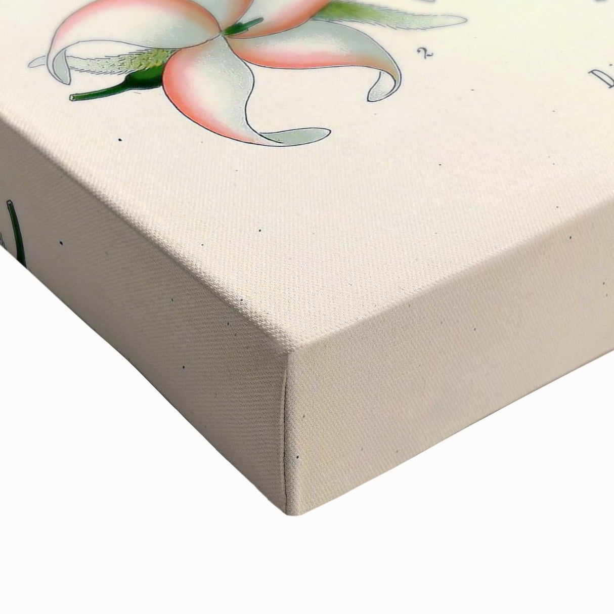 Vintage Botanical Illustration Art | Nature-Inspired Wall Art
