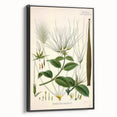 Vintage Botanical Illustration Art | Strophanthus Flower Wall Art