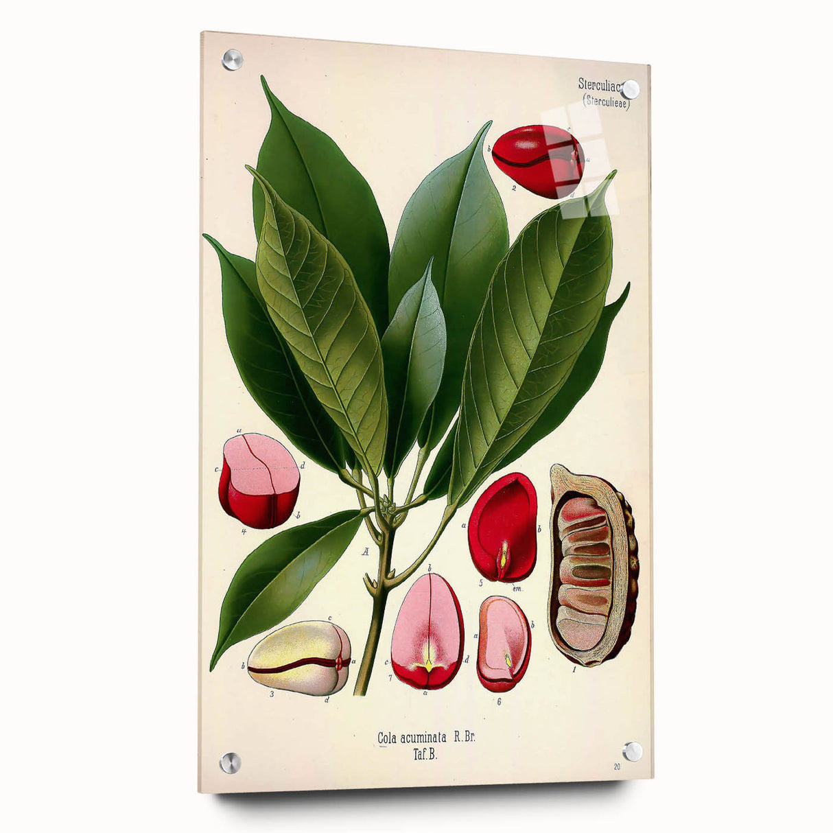Vintage Botanical Illustration Art | Cola Acuminata Wall Art