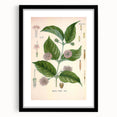 Vintage Botanical Art Print - Uncaria Gambir Gambir Plant Illustration