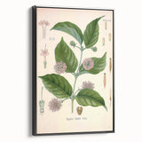 Vintage Botanical Art Print - Uncaria Gambir Gambir Plant Illustration
