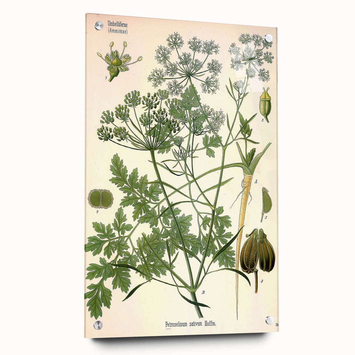 Vintage Botanical Illustration Art | Petroselinum Sativum Wall Art