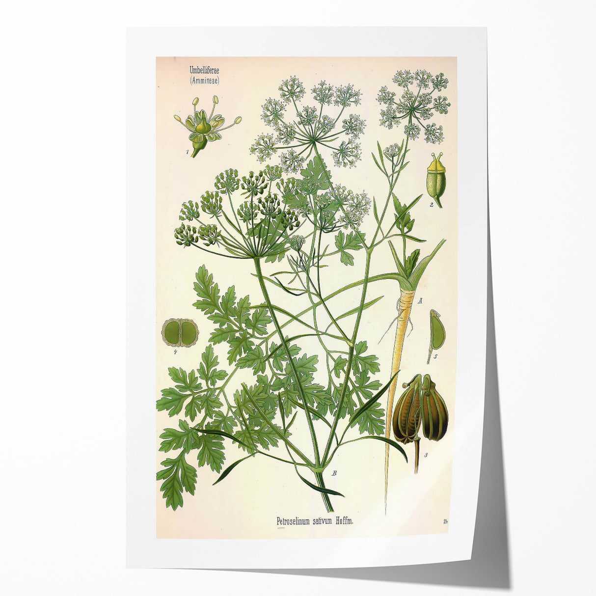 Vintage Botanical Illustration Art | Petroselinum Sativum Wall Art