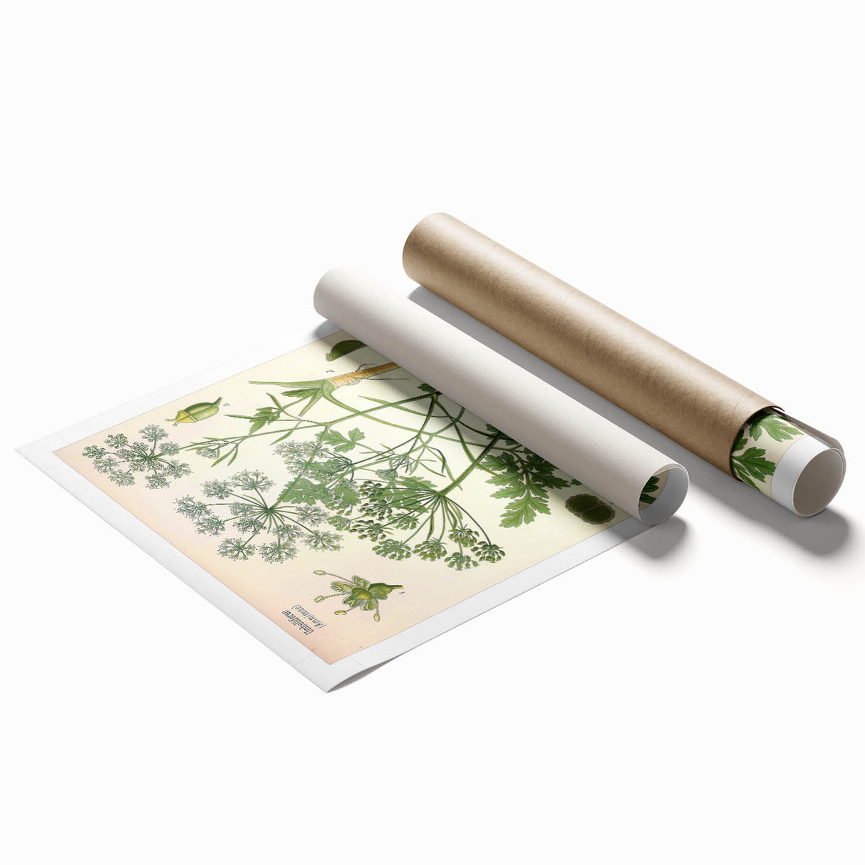 Vintage Botanical Illustration Art | Petroselinum Sativum Wall Art