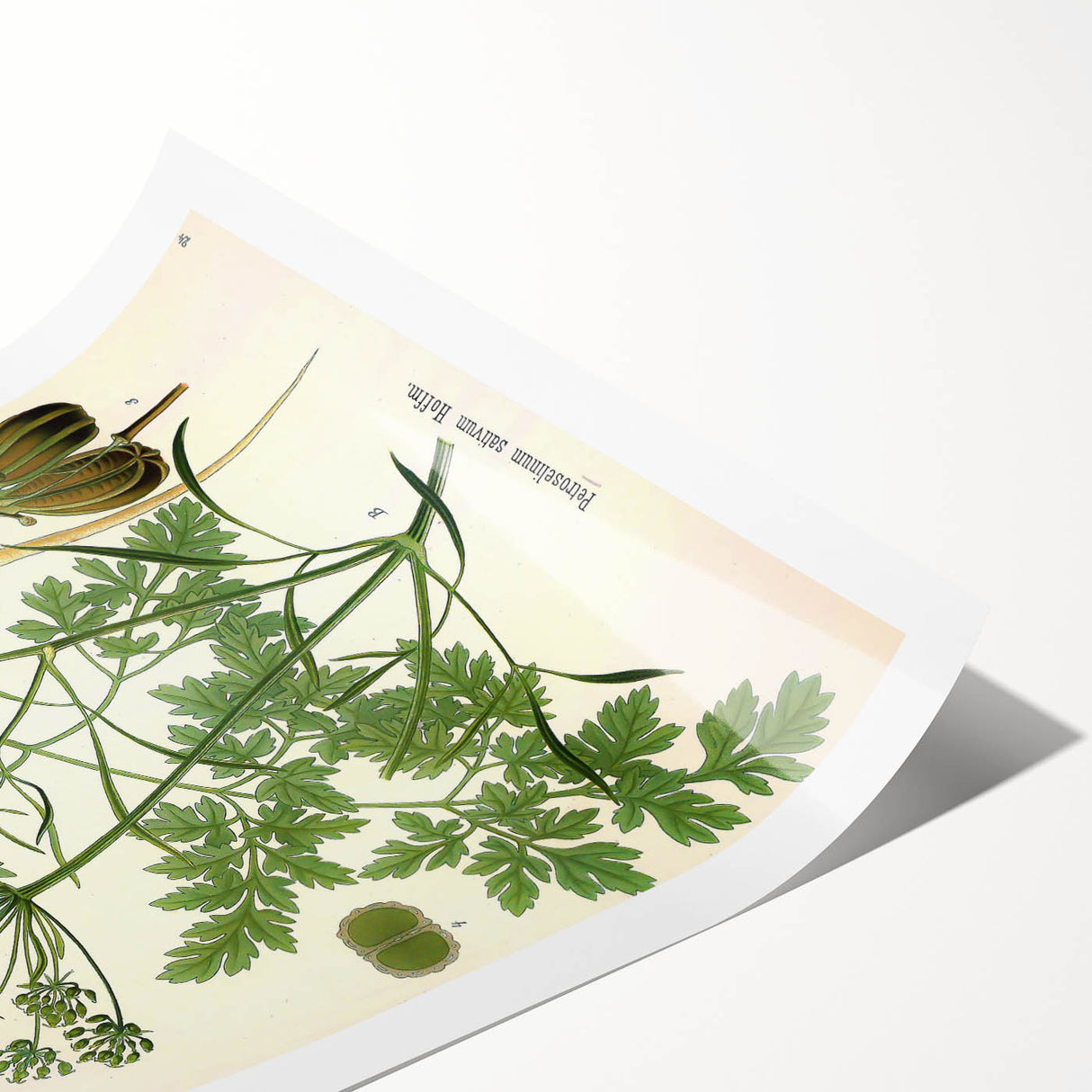 Vintage Botanical Illustration Art | Petroselinum Sativum Wall Art