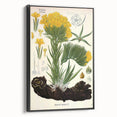 Vintage Botanical Art Print – Macrotomia Cephalotes Yellow Flowers