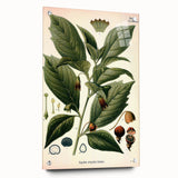Botanical Art Prints - Vintage Scopolina Atropoides Illustration