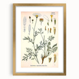 Botanical Art Prints - Vintage Chrysanthemum Cinerariaefolium Illustration