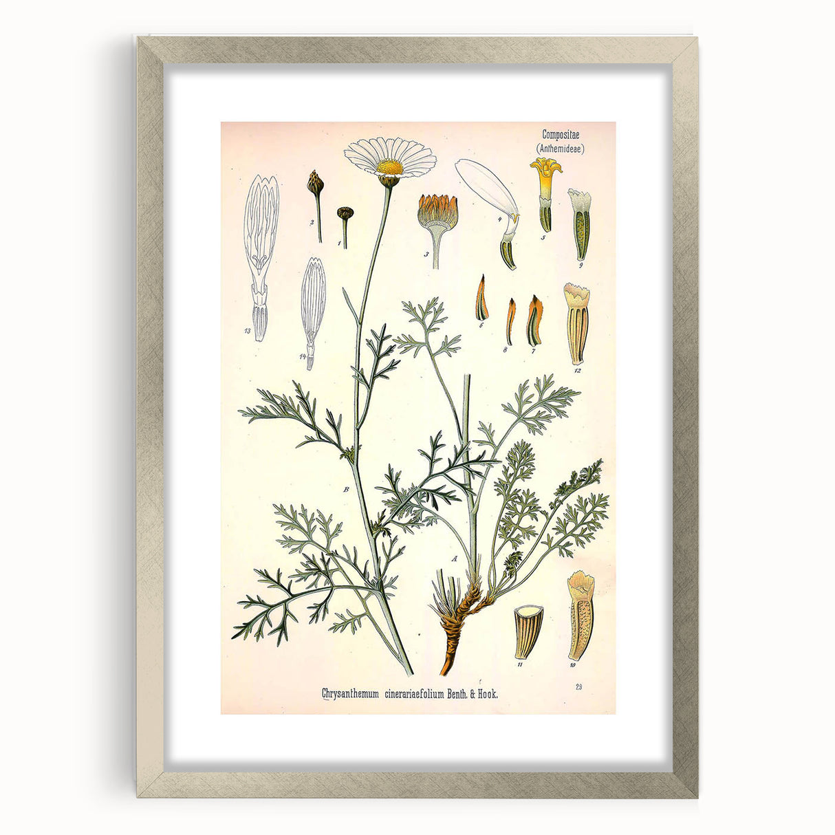 Botanical Art Prints - Vintage Chrysanthemum Cinerariaefolium Illustration