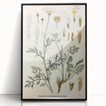Botanical Art Prints - Vintage Chrysanthemum Cinerariaefolium Illustration