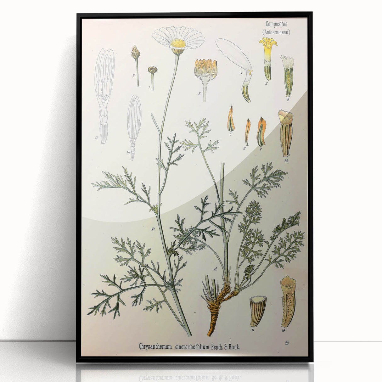 Botanical Art Prints - Vintage Chrysanthemum Cinerariaefolium Illustration