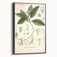 Vintage Botanical Art Print - Cephaelis Ipecacuanha Ipecac Illustration