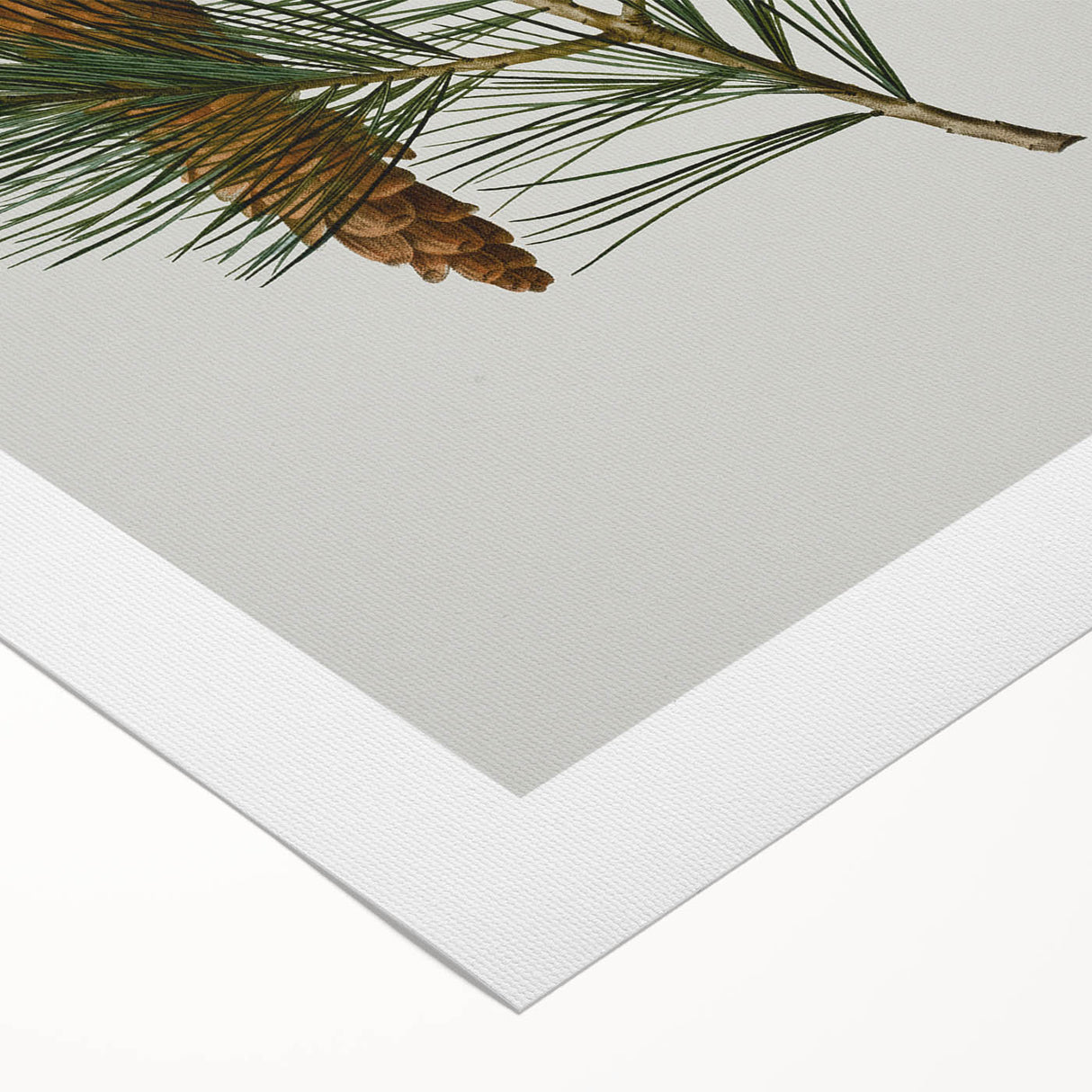 Vintage Botanical Pine Cone Art Print – Nature-Inspired Botanical Wall Art