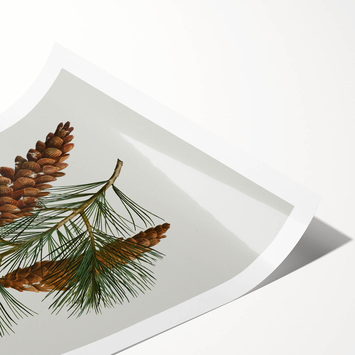 Vintage Botanical Pine Cone Art Print – Nature-Inspired Botanical Wall Art