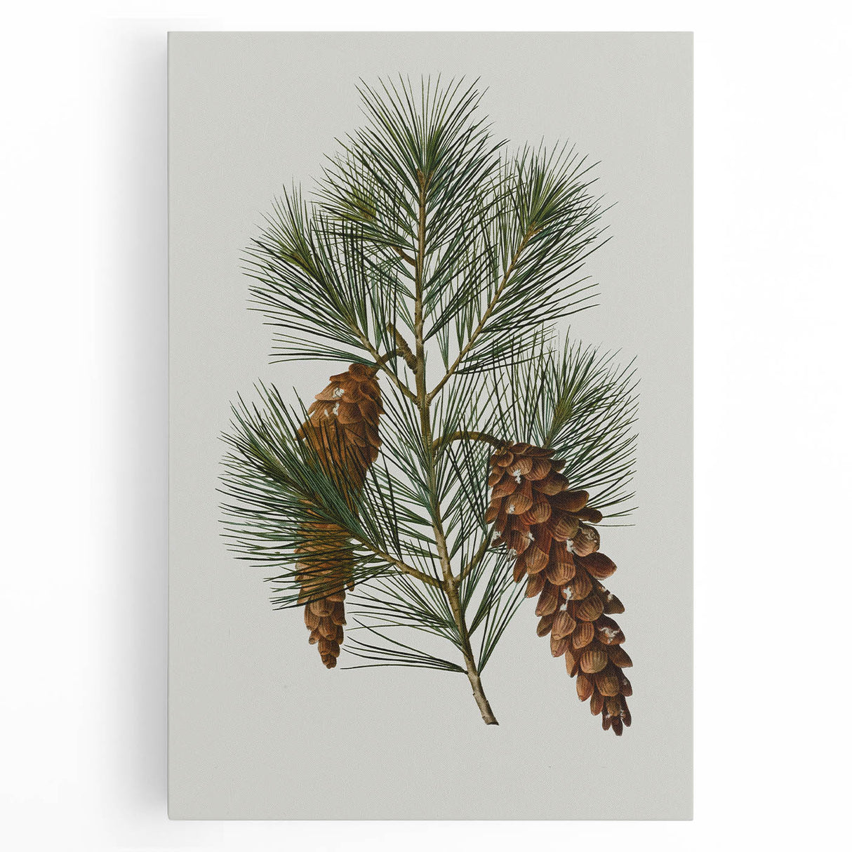 Vintage Botanical Pine Cone Art Print – Nature-Inspired Botanical Wall Art