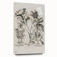 Vintage Botanical Peony and Flower Art Print – Black and White Botanical Wall Art