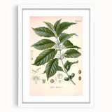 Vintage Botanical Art Print - Coffea Arabica Coffee Plant Illustration