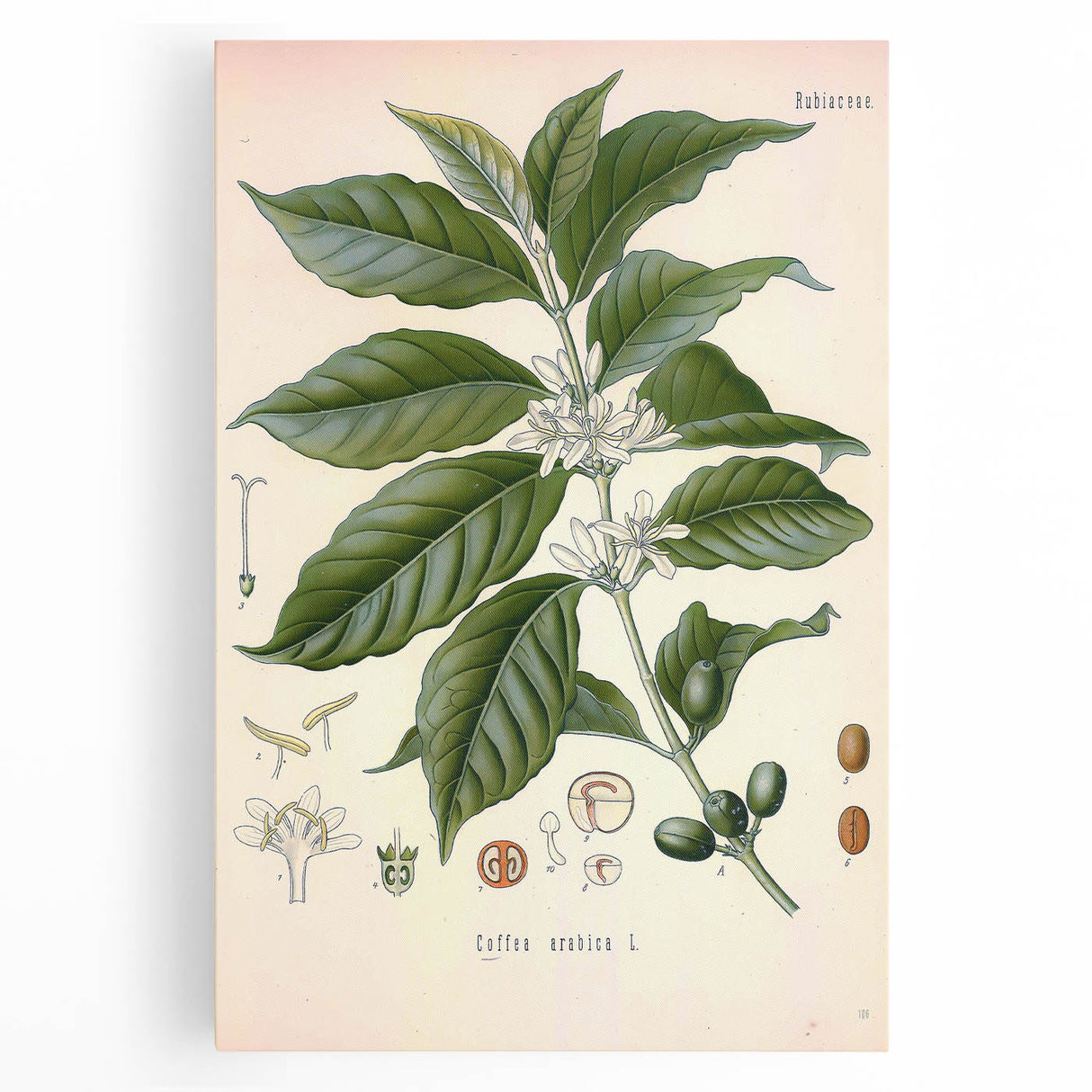Vintage Botanical Art Print - Coffea Arabica Coffee Plant Illustration