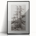 Botanical Etching – Forest Trees Nature Illustration Art Print