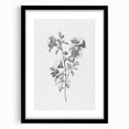 Botanical Art Print – Floral Illustration of Wild Flowers