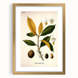 Botanical Art Print – Palquium Oblongifolium Plant Illustration