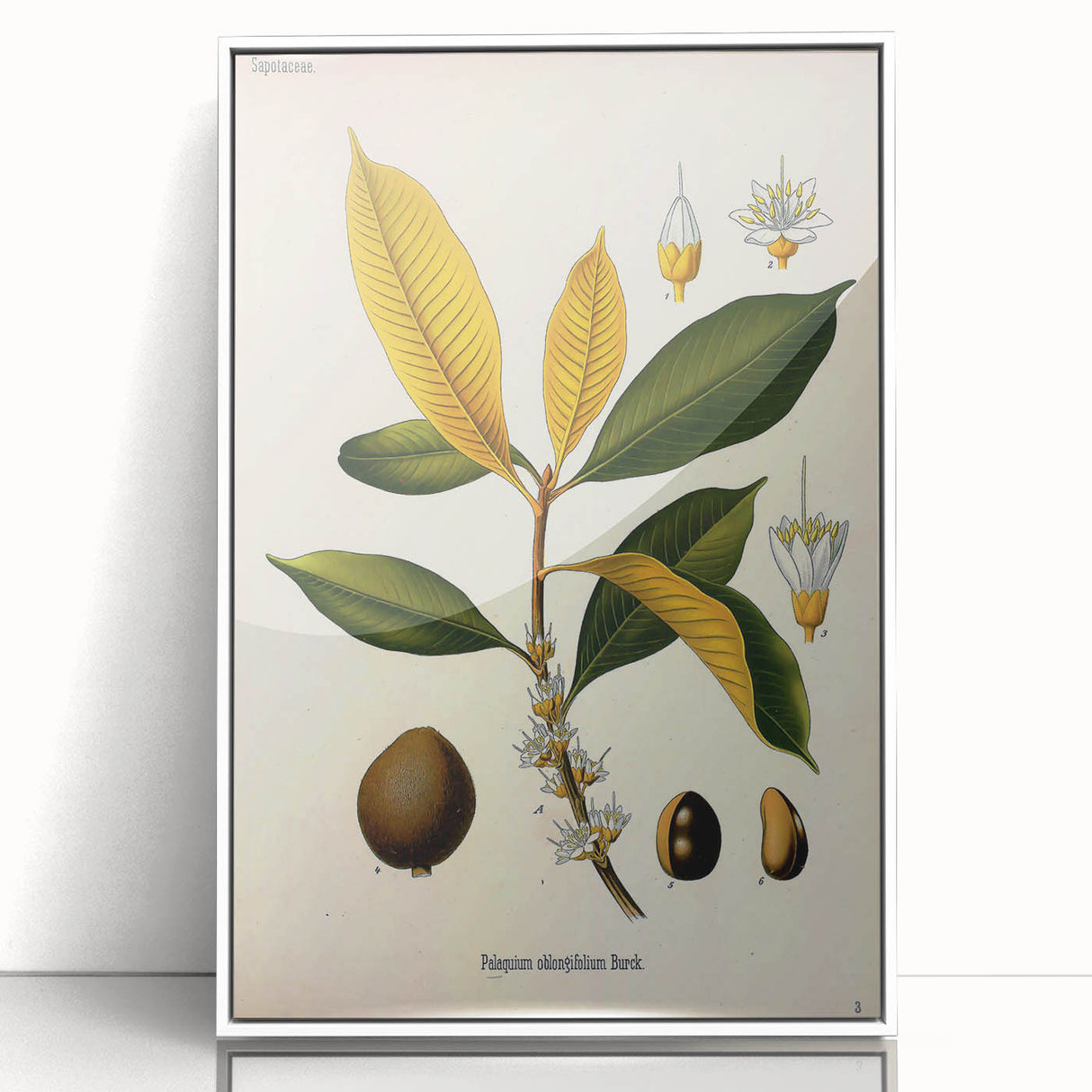Botanical Art Print – Palquium Oblongifolium Plant Illustration